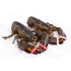 Lobster Live 1.25lb-1.45lb