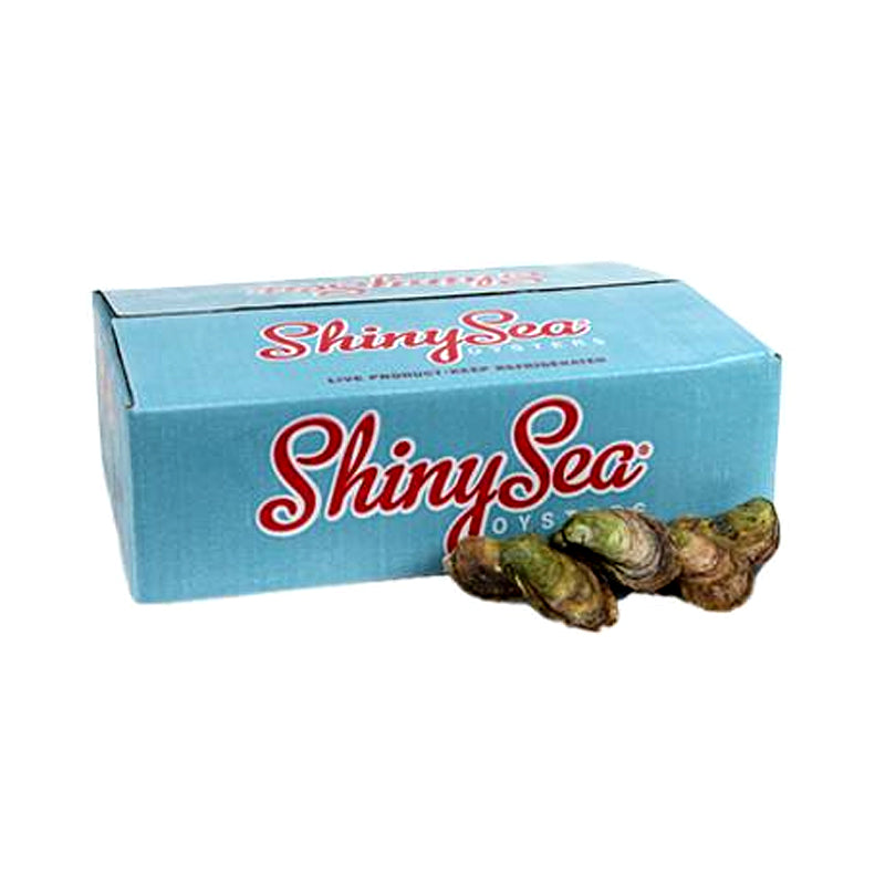 Oysters Shiny Sea (Fresh)